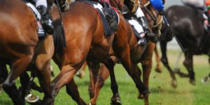 Pedigree & Thoroughbreds | How Breeding Impacts Horse Racing