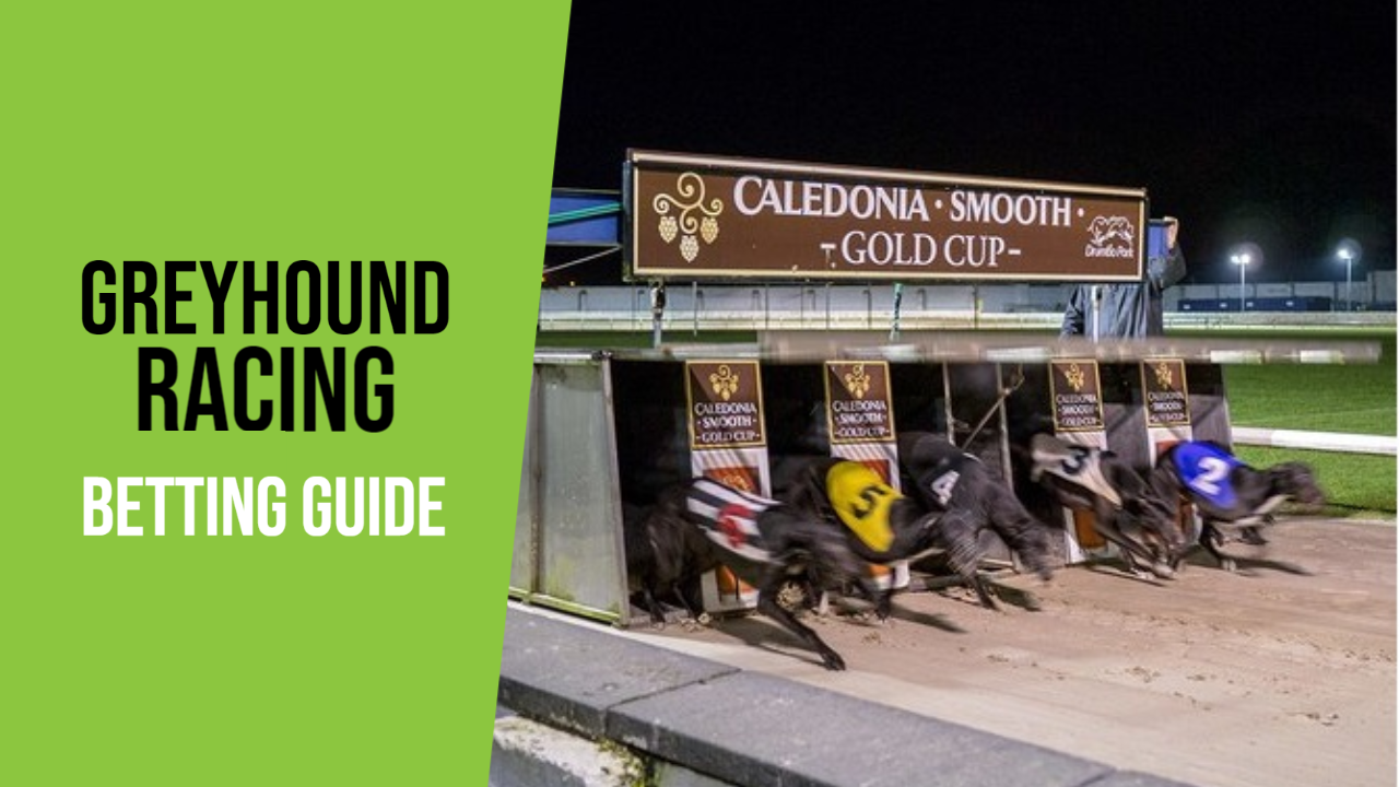 Greyhound Racing Football Betting Guide | How To Bet On Greyhounds
