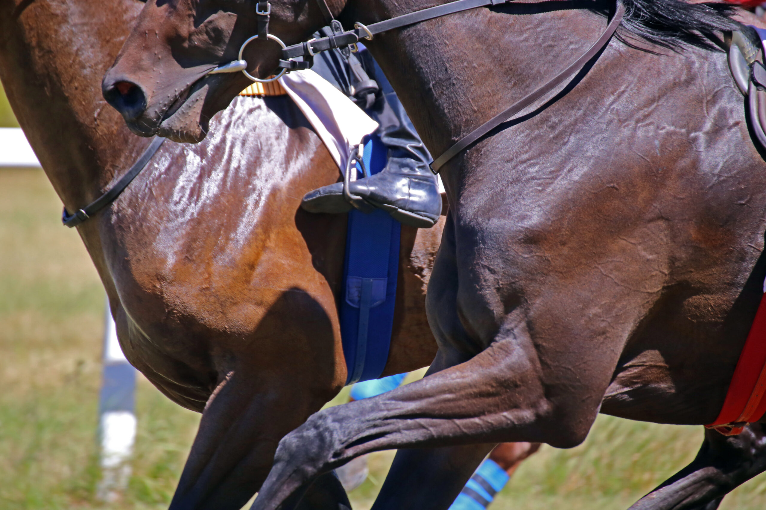 Melbourne Cup 2025: A Guide to ‘The Race That Stops the Nation’